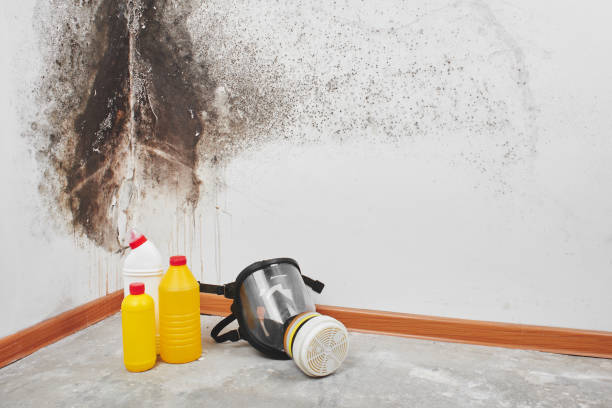 Best Mold Removal Near Me  in Russellville, AR