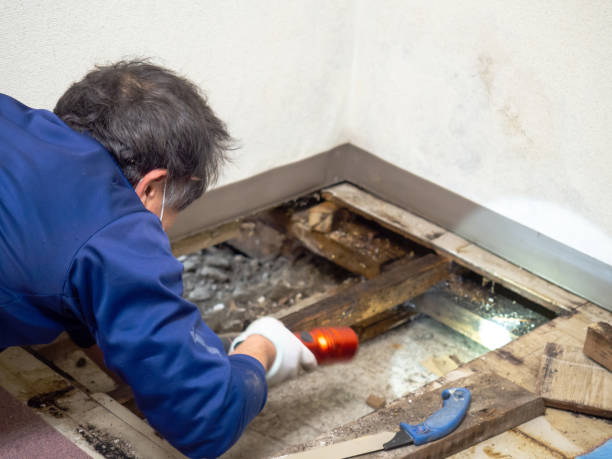 Best Local Mold Removal Service  in Russellville, AR