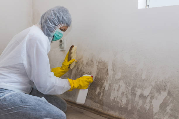 Trusted Russellville, AR Mold Removal Experts