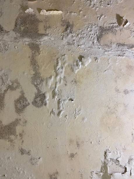 Best Professional Mold Removal  in Russellville, AR