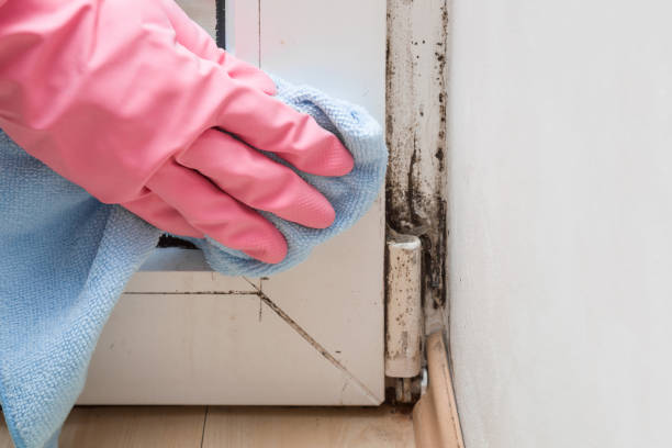 Best Black Mold Removal  in Russellville, AR